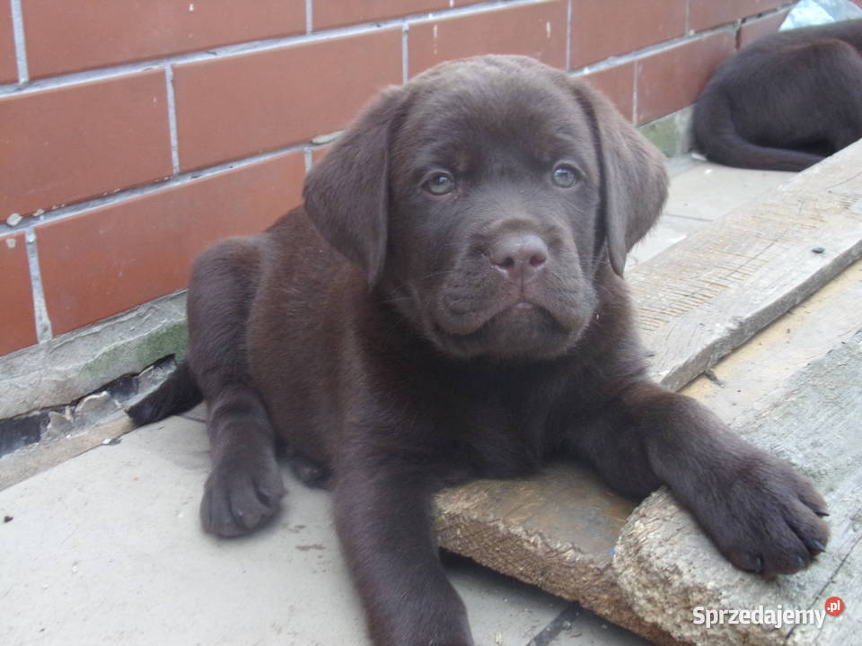 Szczeniak rodowodowy labarador retriever Oborniki Śląskie sprzedam