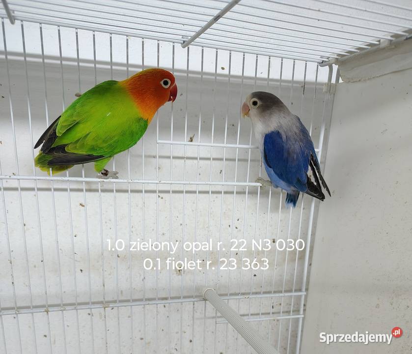 Sprzedam parę nierozłączek Nowy Sącz
