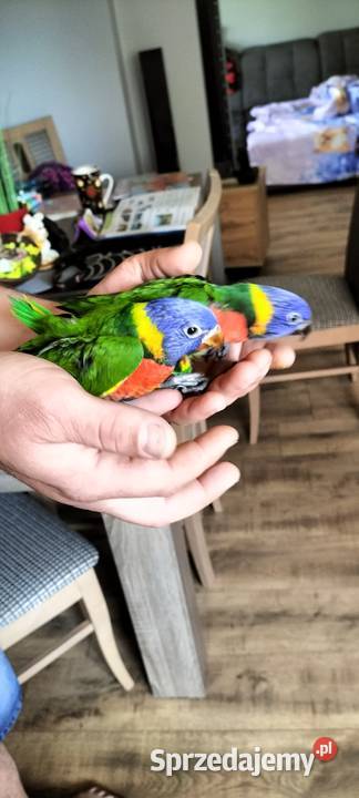 Lorysa 2024 oswojona sprzedam