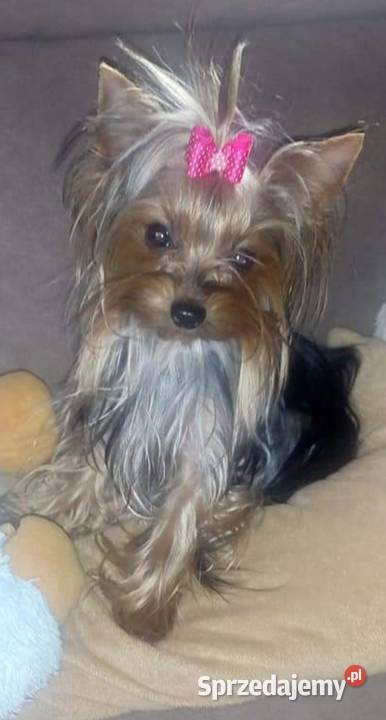 York maleńki piesek xxs Godów