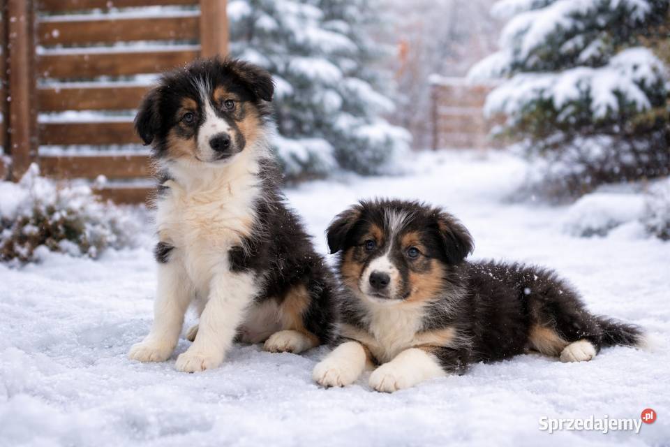 Border collie Tricolor małopolskie Radwan