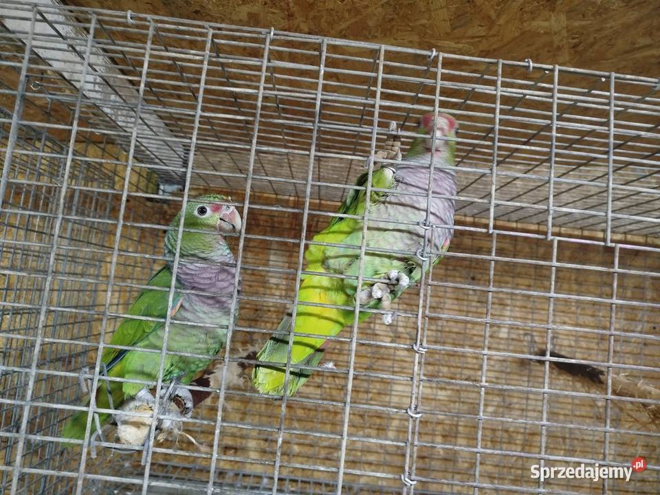 Amazonka lilioglowy mazowieckie Siedlce