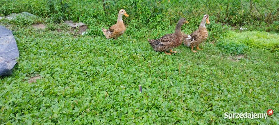 Kaczki staropolskie z 24 roku Tokarówka sprzedam