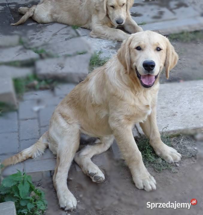 Golden retriever Golden Retriever Przysucha sprzedam