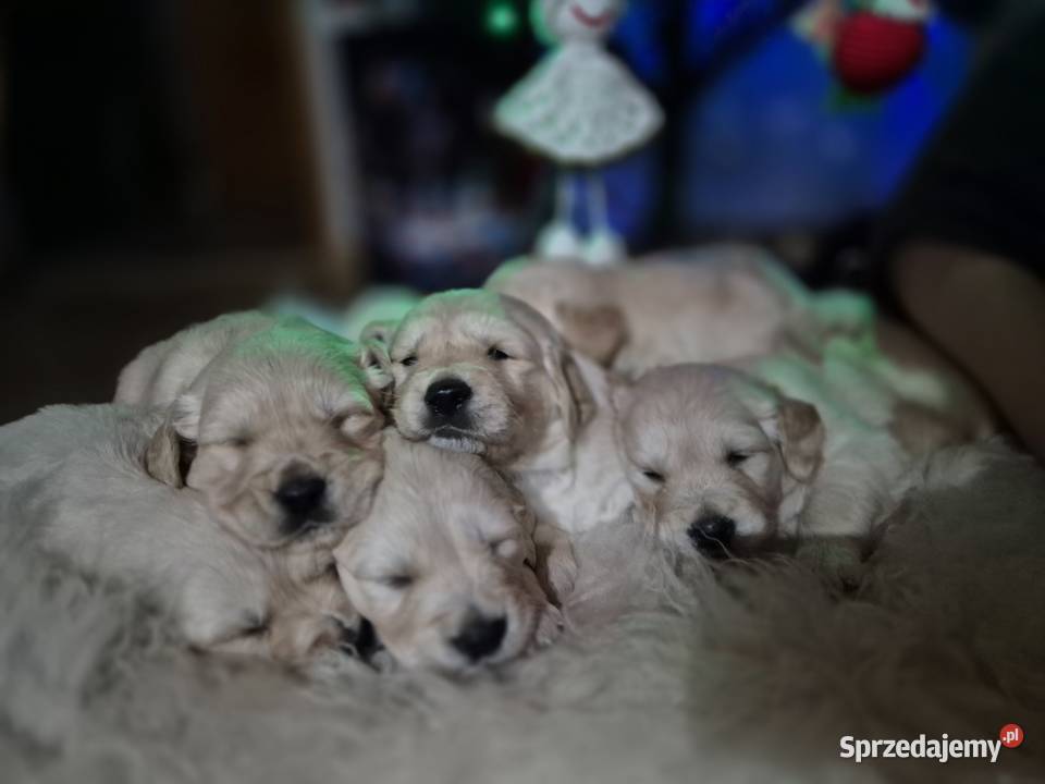 Golden retriever szczenięta Golden Retriever sprzedam