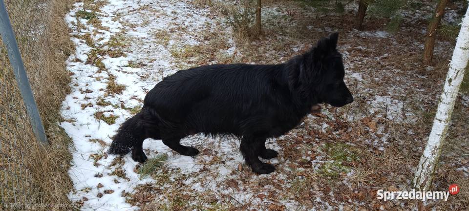 Owczarek niemiecki szczeniak łódzkie Wartkowice