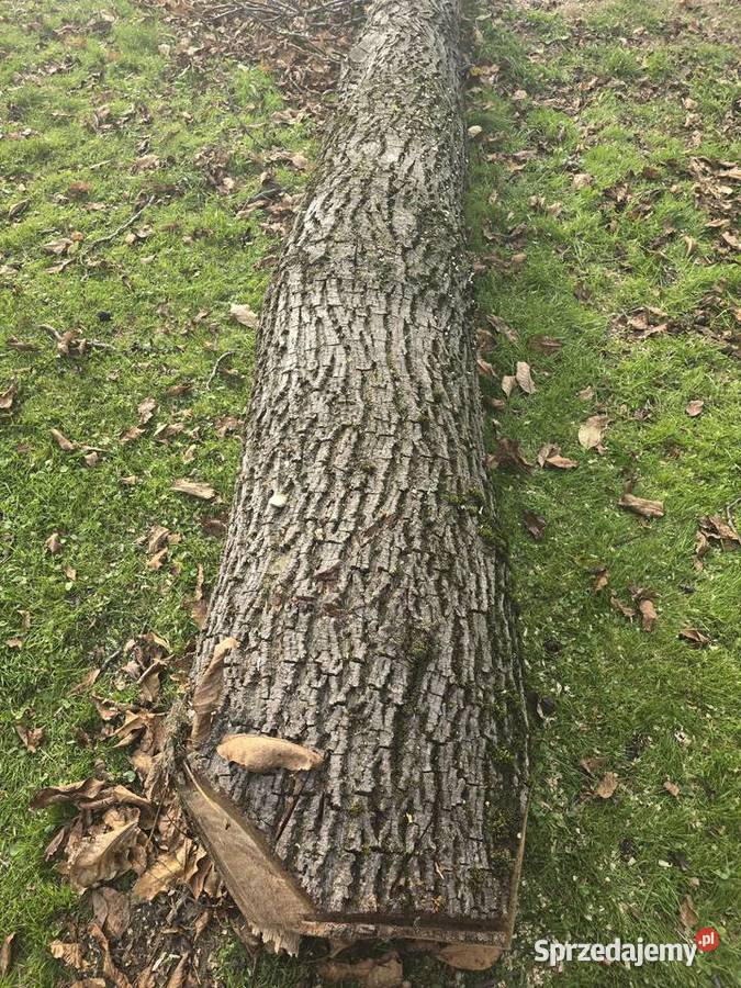 Ścięte drzewo orzecha wloskiego śląskie Bielsko-Biała