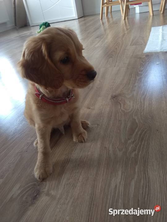 Szczeniak cocer spaniel Cocker Spaniel mazowieckie Sobienie-Jeziory