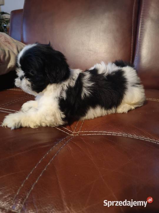 Szczeniaczki Rasy SHIH TZU SUCZKI I PIESKI Shih Tzu Szczecinek sprzedam