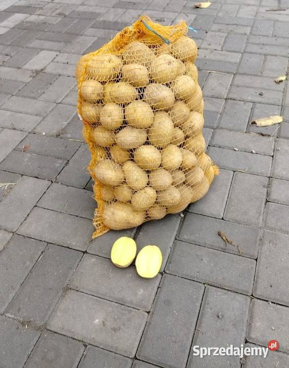 Sprzedam ziemniaki odmiany Soraya Bellarosa Lili Suchowola