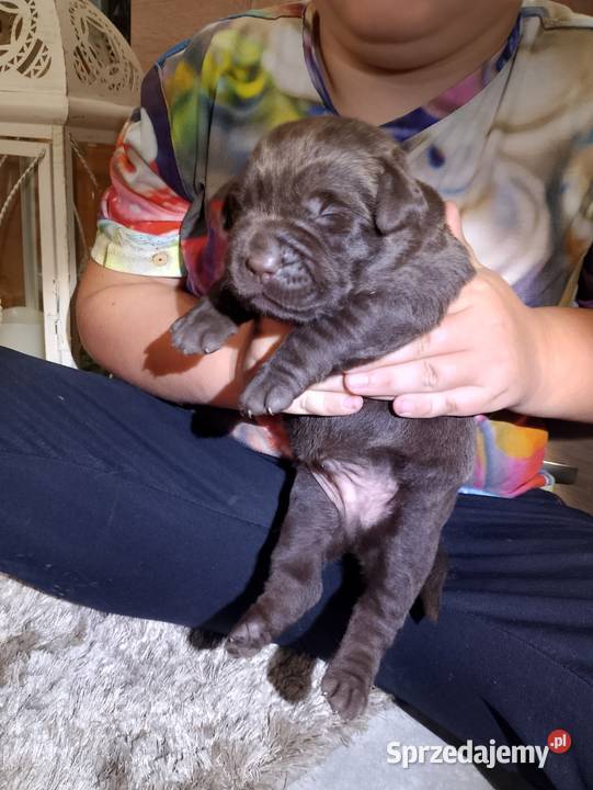 Szczeniaki Labrador Retriever Odolanów