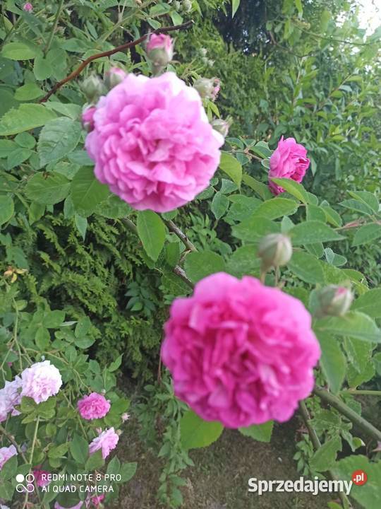 Talerzyk z różami Wheatcroft Roses Roslyn Porcelana i szkło Gdańsk