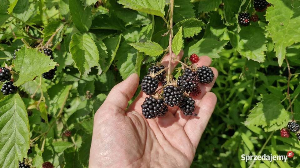 Działka ROD na Paluchu Sprzedaż sprzedam