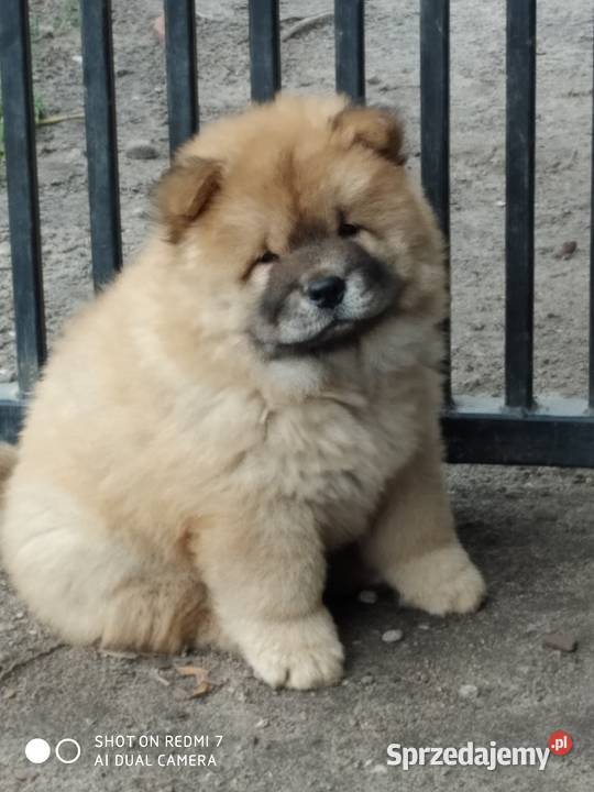 chow chow Pozostałe Łomża