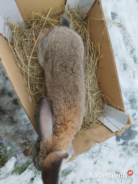 Króliki zamienię Żnin