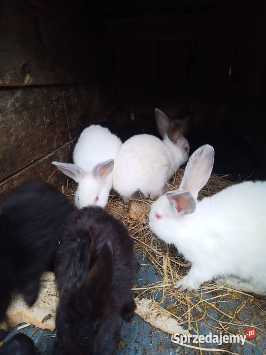 króliki 3mies Samice i Samce Króliki