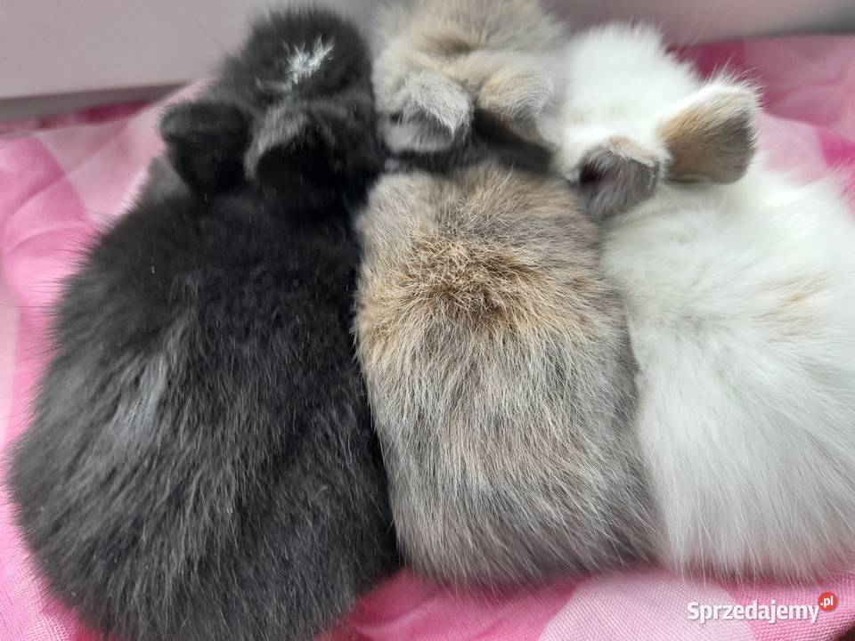 Karzełek teddy królik miniaturka Mielec