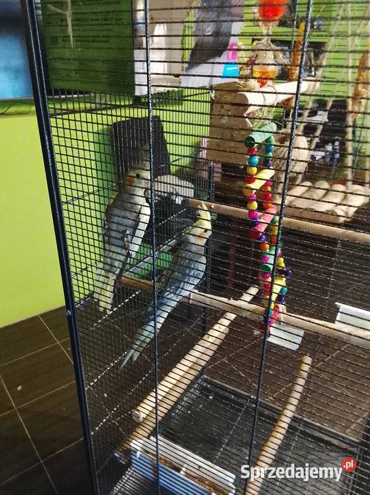 Papugi nimfy z klatka Brzeźno