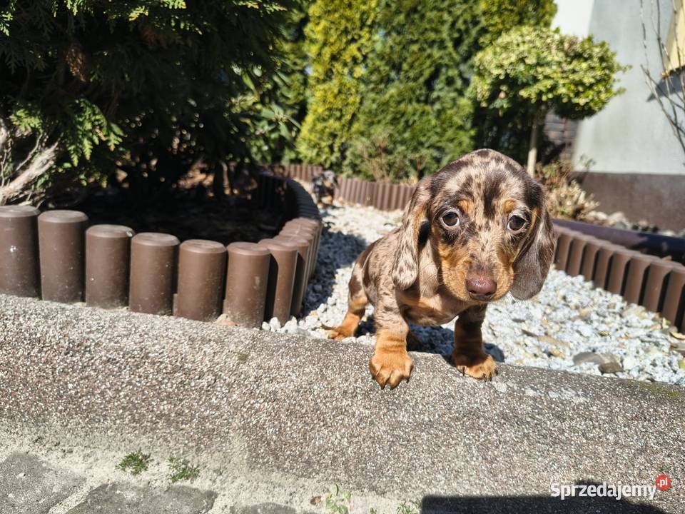 Jamnik długowłosy Choco merle czekoladowy Żychlin