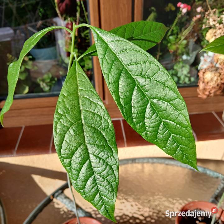 Avocado awokado roślina domowa