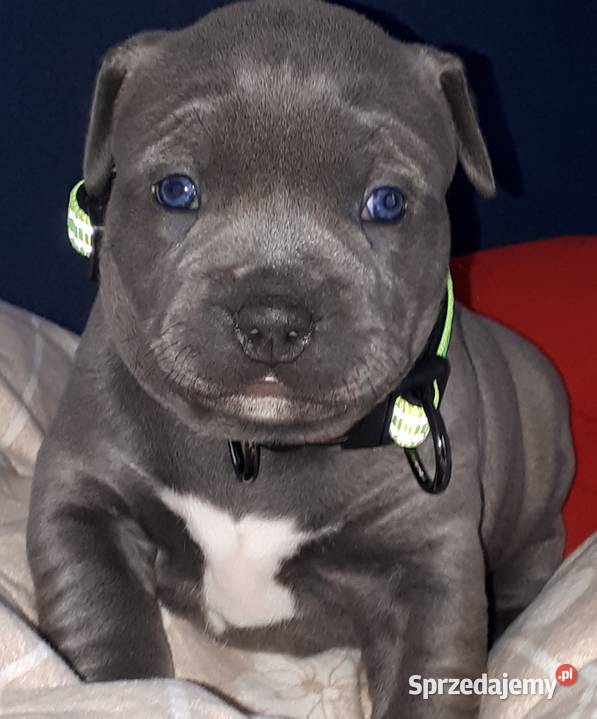 Amstaff Reproduktor Dęblin