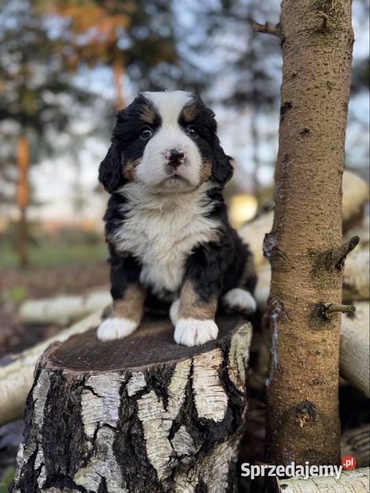Sunia Berneński Pies Pasterski z rodowodem małopolskie Zakopane