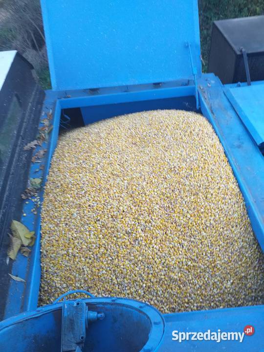 Kombajn Bizon Rekord 4 sztuki Wilczyska