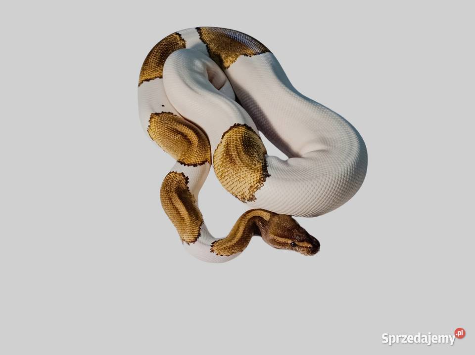 Pyton królewski mojave piebald het ghost samica Poznań