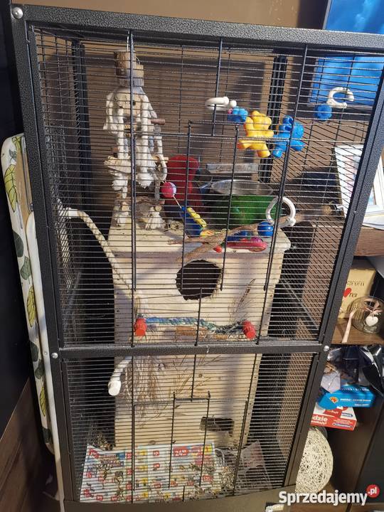 Lora wielka para Zielona Góra