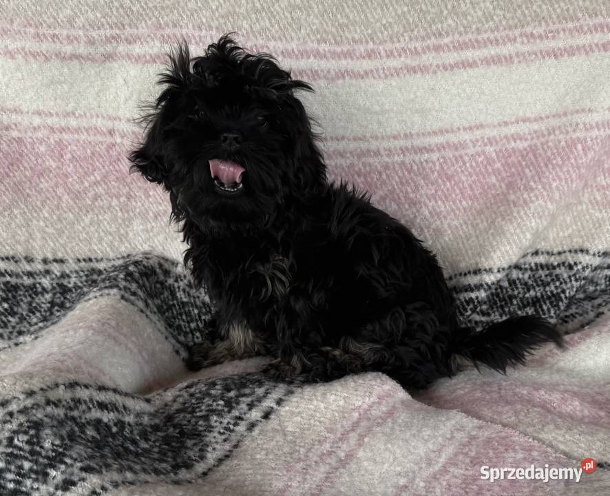 Shih Tzu Atena z rodowodem Hodowla Żywe Srebro z Wejherowo