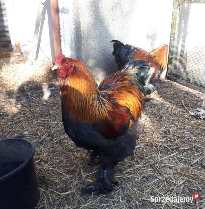Koguty ozdobne brahma olbrzymia kuropatwiana Ostropole