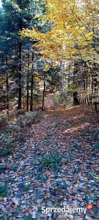 Dzialka lesna z dojazdami sprzedam