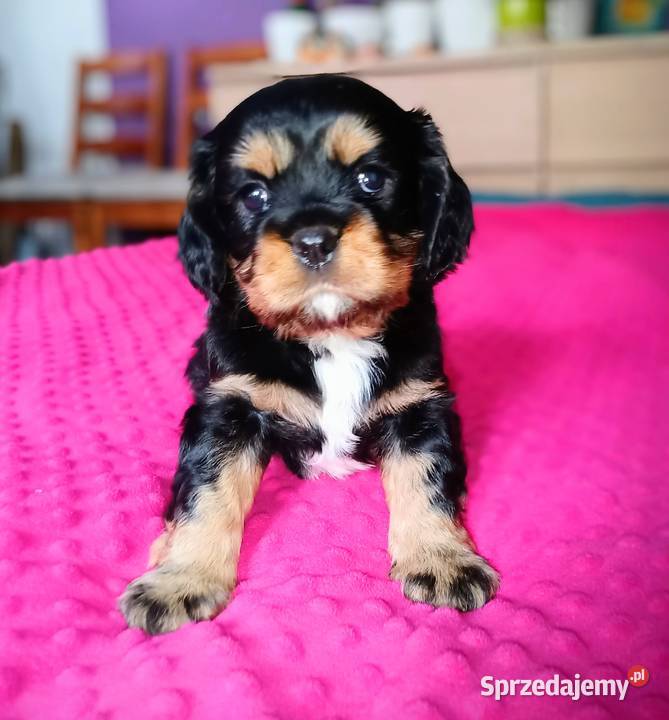 Piękny piesek Cavalier z rodowodem i wyprawką Łódź