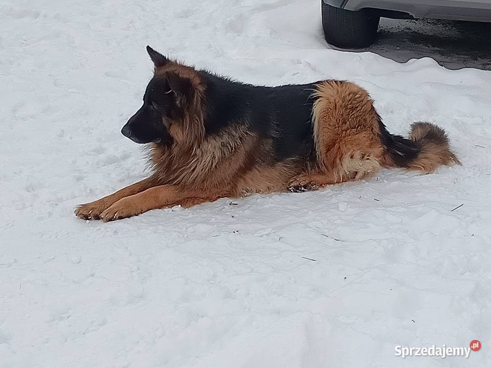 Owczarek niemiecki szczenię pies piesek Lubartów