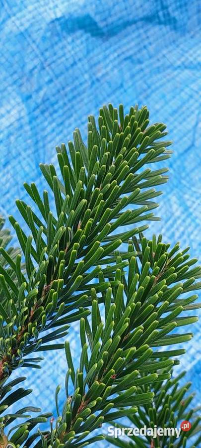 Stroisz gełęzie jodłą kaukaska Mazowieckie Osuchów