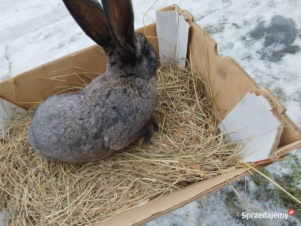 Króliki zamienię Żnin