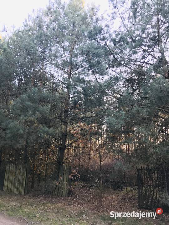 Działka Borowiec 1341 m2 Piaseczyński Tarczyn