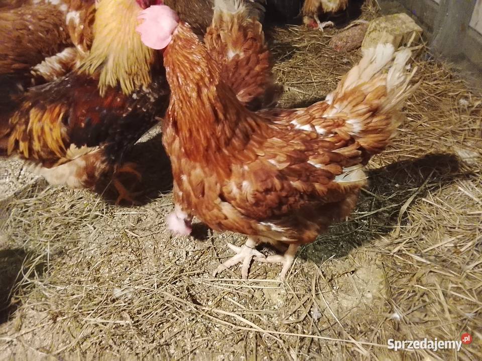 Kury nioski TETRA lubuskie Brzeźno