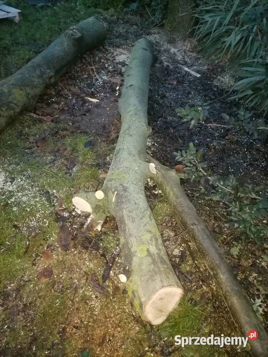 Pień orzecha włoskiego Pozostałe Kalisz