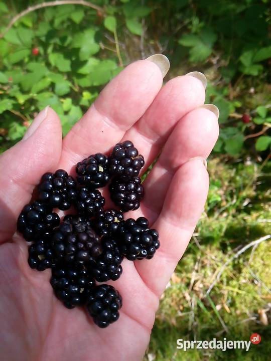 Pokój wiejski na wakacje weekend odpocznij lubuskie Brzeźnica