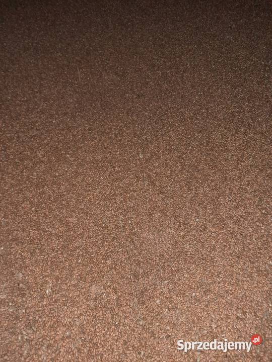 Pszenica patras owies bingo Pcim sprzedam