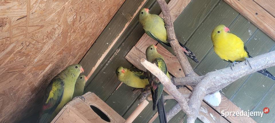 Papugi górskie małopolskie Wieliczka sprzedam