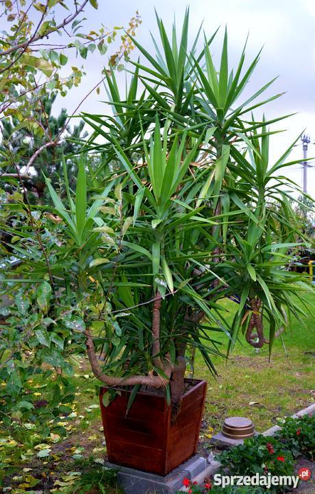 Sprzedam piękną dużą JUKĘ 35 m Juka yucca jukka Milicz sprzedam