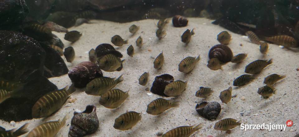 Tropheus sp Crescentic Mkuyu Baligród