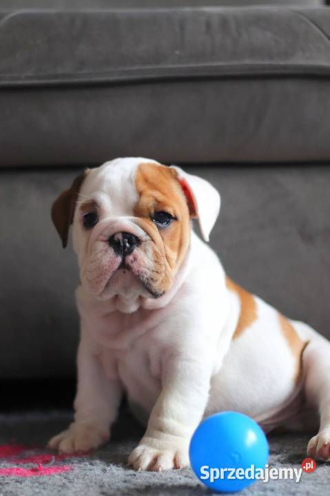 Buldog angielski ZKwP FCI Świerklany