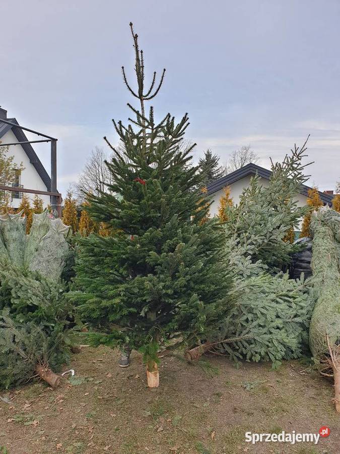CHOINKA Świerk srebrny 80100 Szkółka Producent Rydzyny