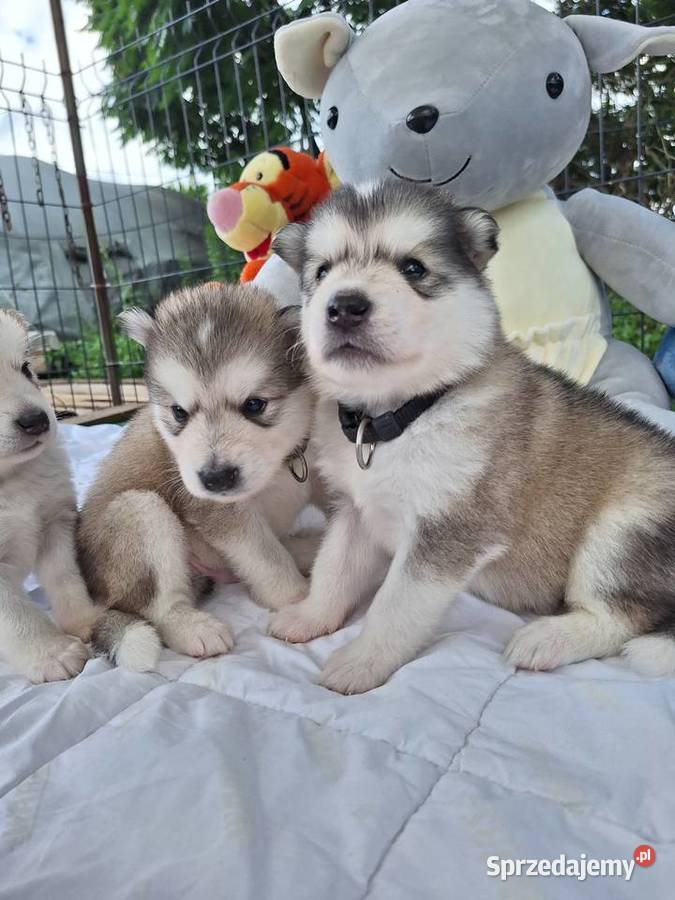 Alaskan Malamute FCI ZKwP