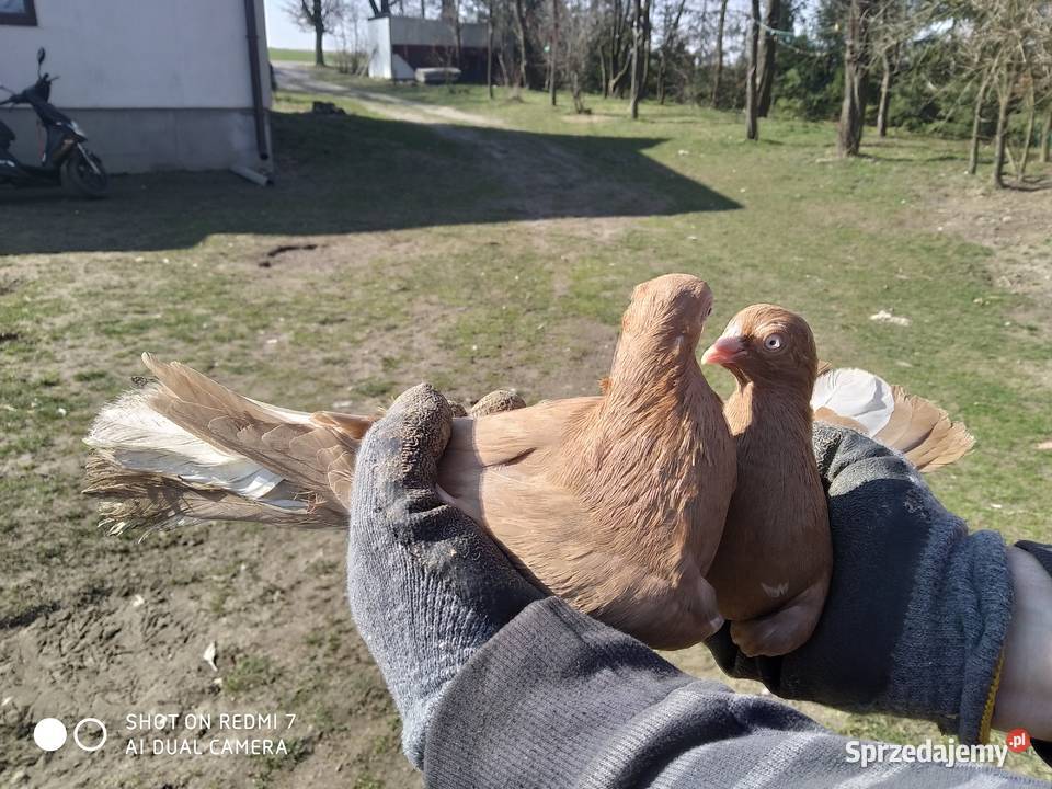Gołębie Zamojskie Wysoko Lotne Tokarówka