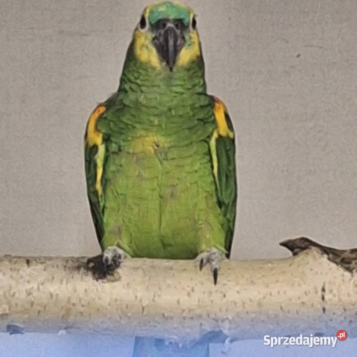 Papuga Amazonka Niebieskoczelna Wodzisław Śląski sprzedam
