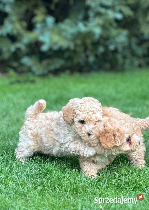 Maltipoo f1 Iłowo-Osada sprzedam